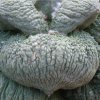 ariocarpus-cauliflowers-kink particolare